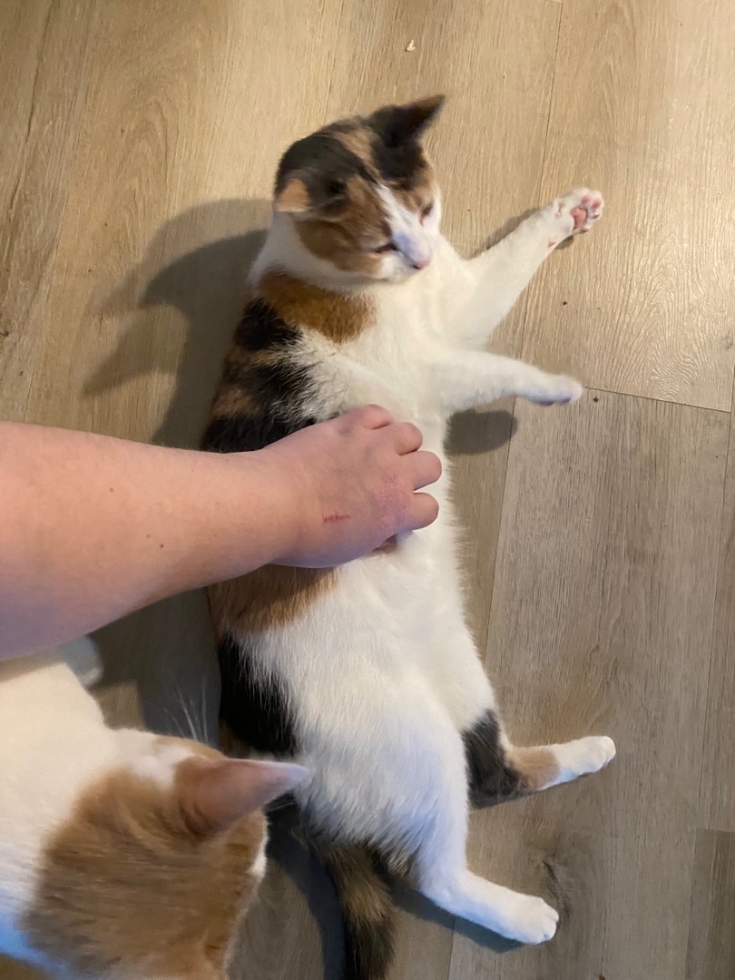 Enlarge Cider, a Adoptable Domestic Short Hair in Novi, MI image 5/5