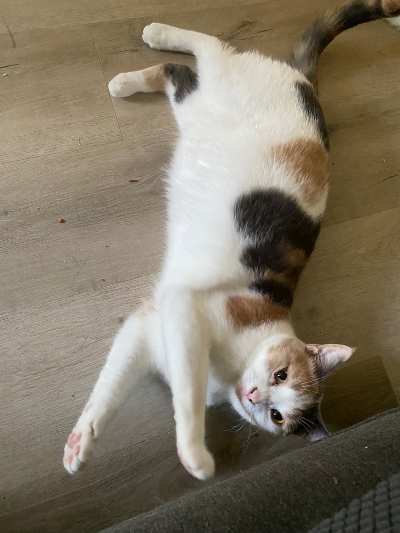 Enlarge Cider, a Adoptable Domestic Short Hair in Novi, MI image 1/5