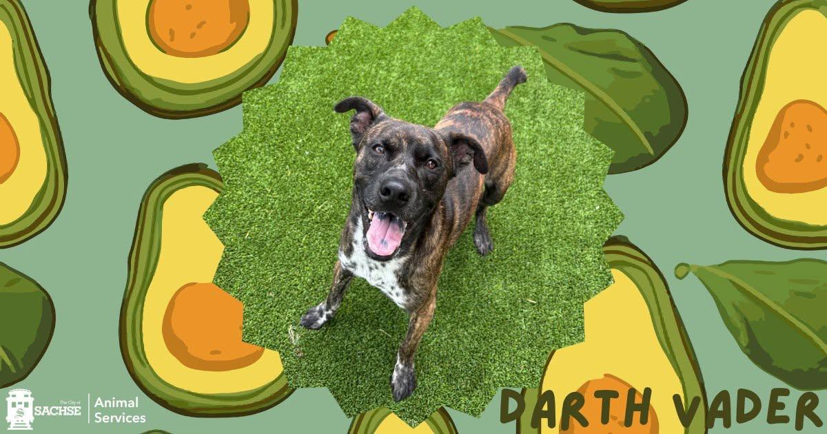 Darth Vader, ADOPTABLE, Young Male Plott Hound.