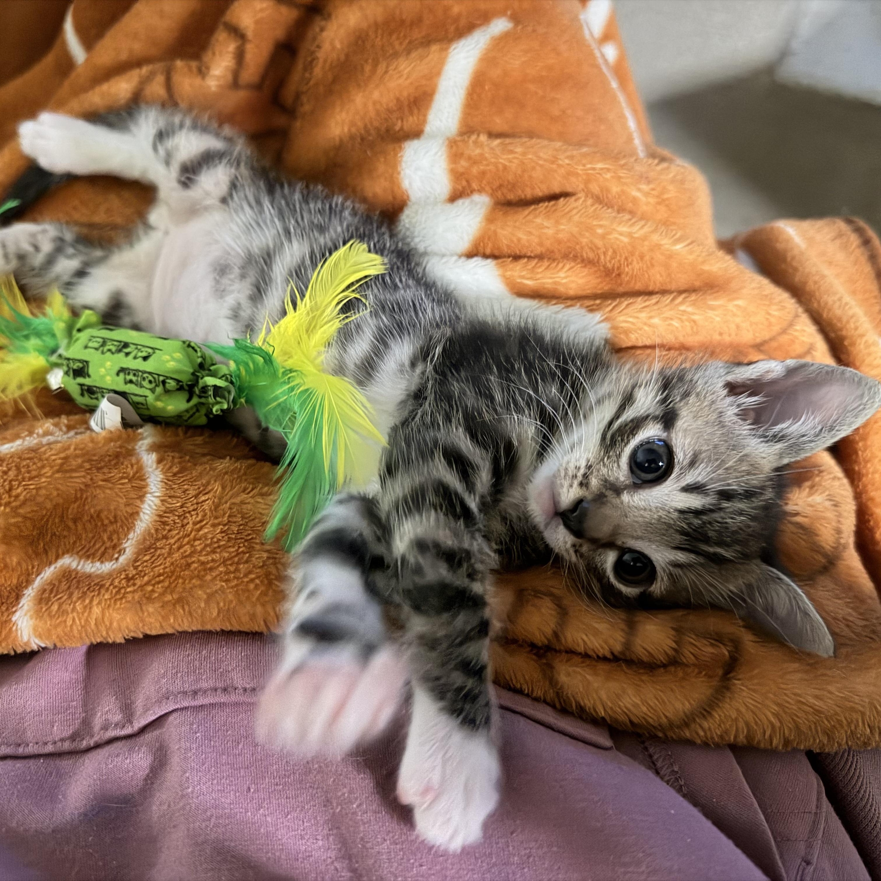 Outlaw, a ADOPTABLE Domestic Short Hair in Bryan, TX image 6/6