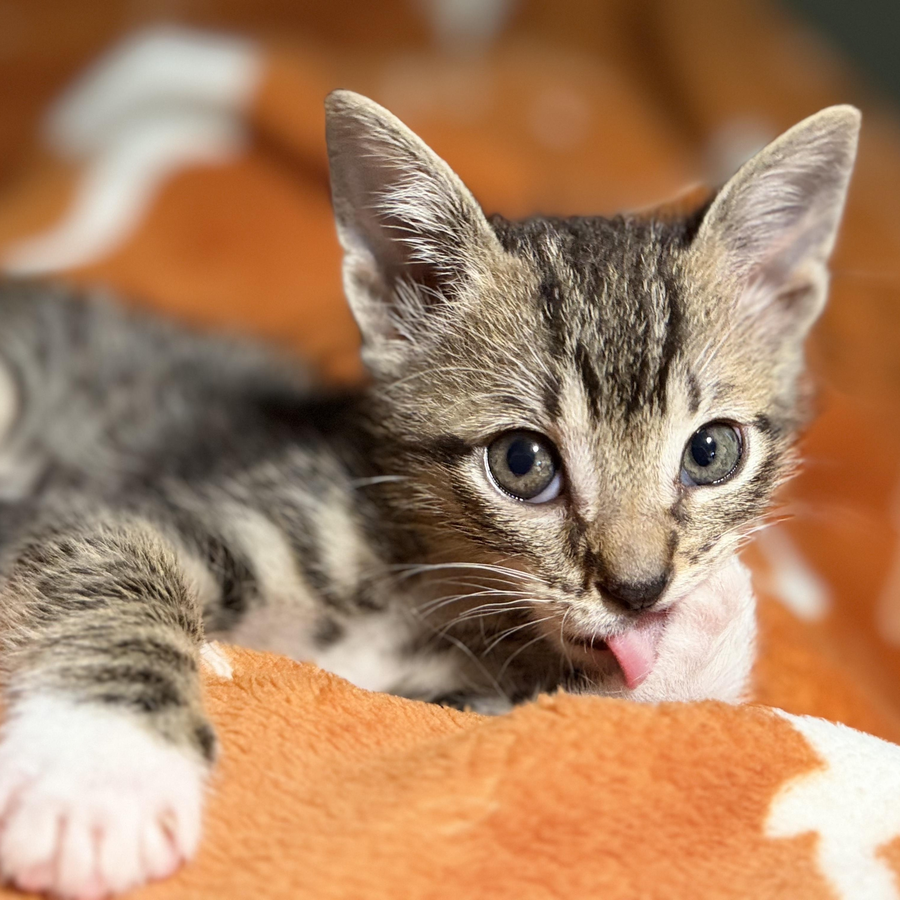 Outlaw, a ADOPTABLE Domestic Short Hair in Bryan, TX image 4/6