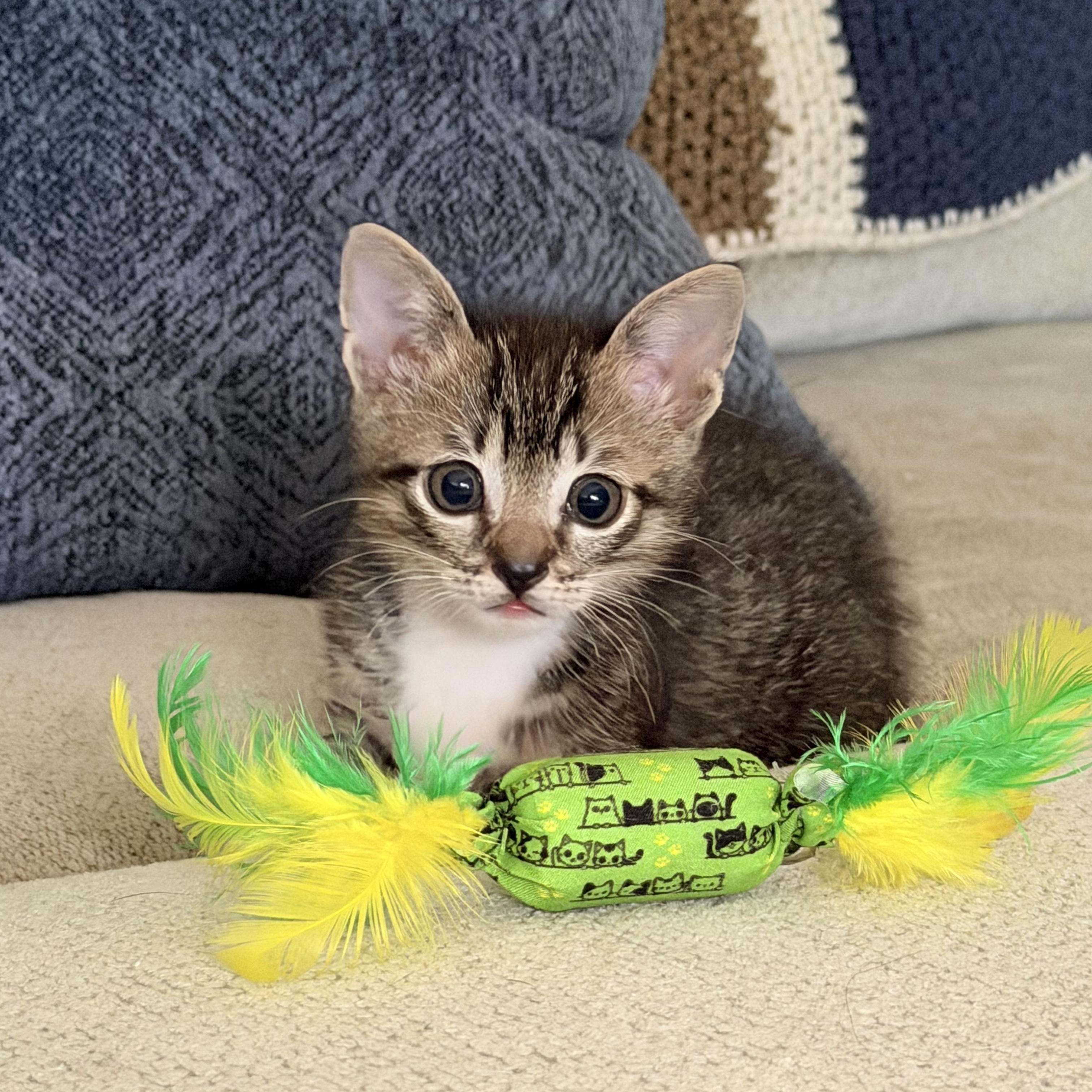 Outlaw, a ADOPTABLE Domestic Short Hair in Bryan, TX image 5/6