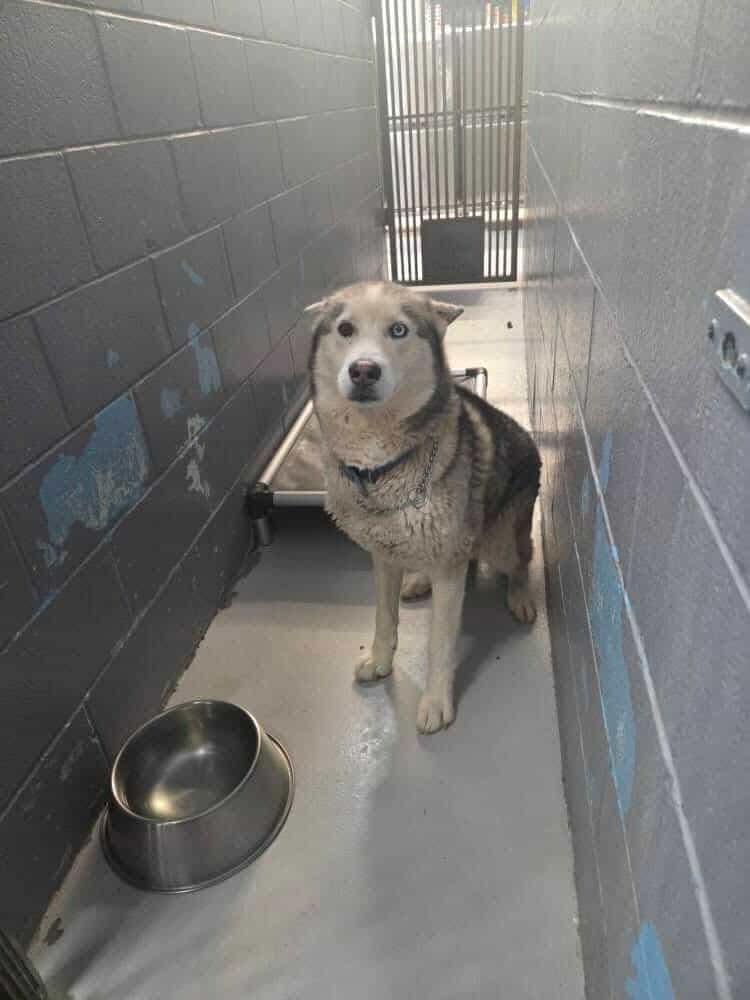 Enlarge Guero, a Adoptable Siberian Husky in Tucson, AZ image 1/6