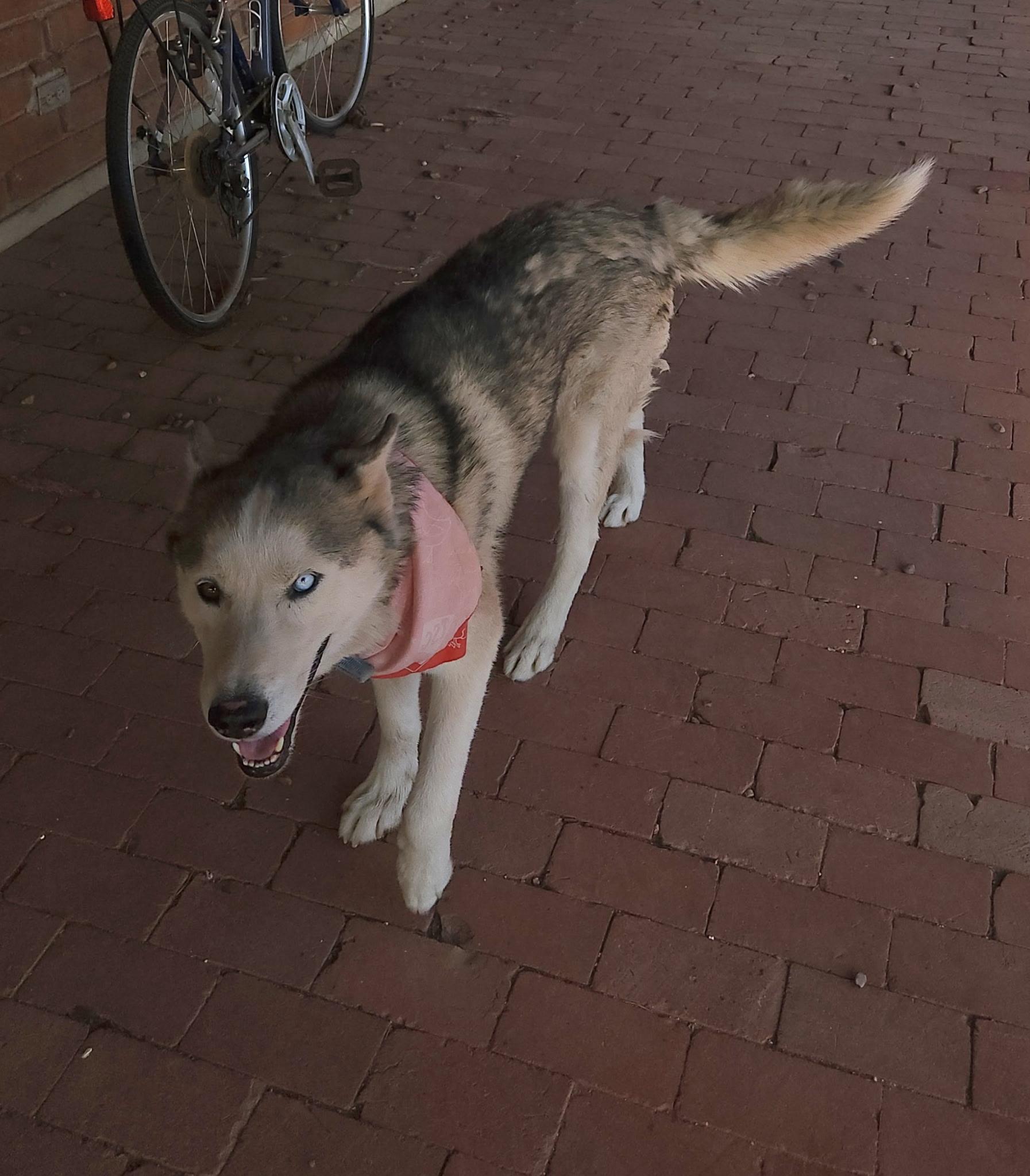Enlarge Guero, a Adoptable Siberian Husky in Tucson, AZ image 1/6