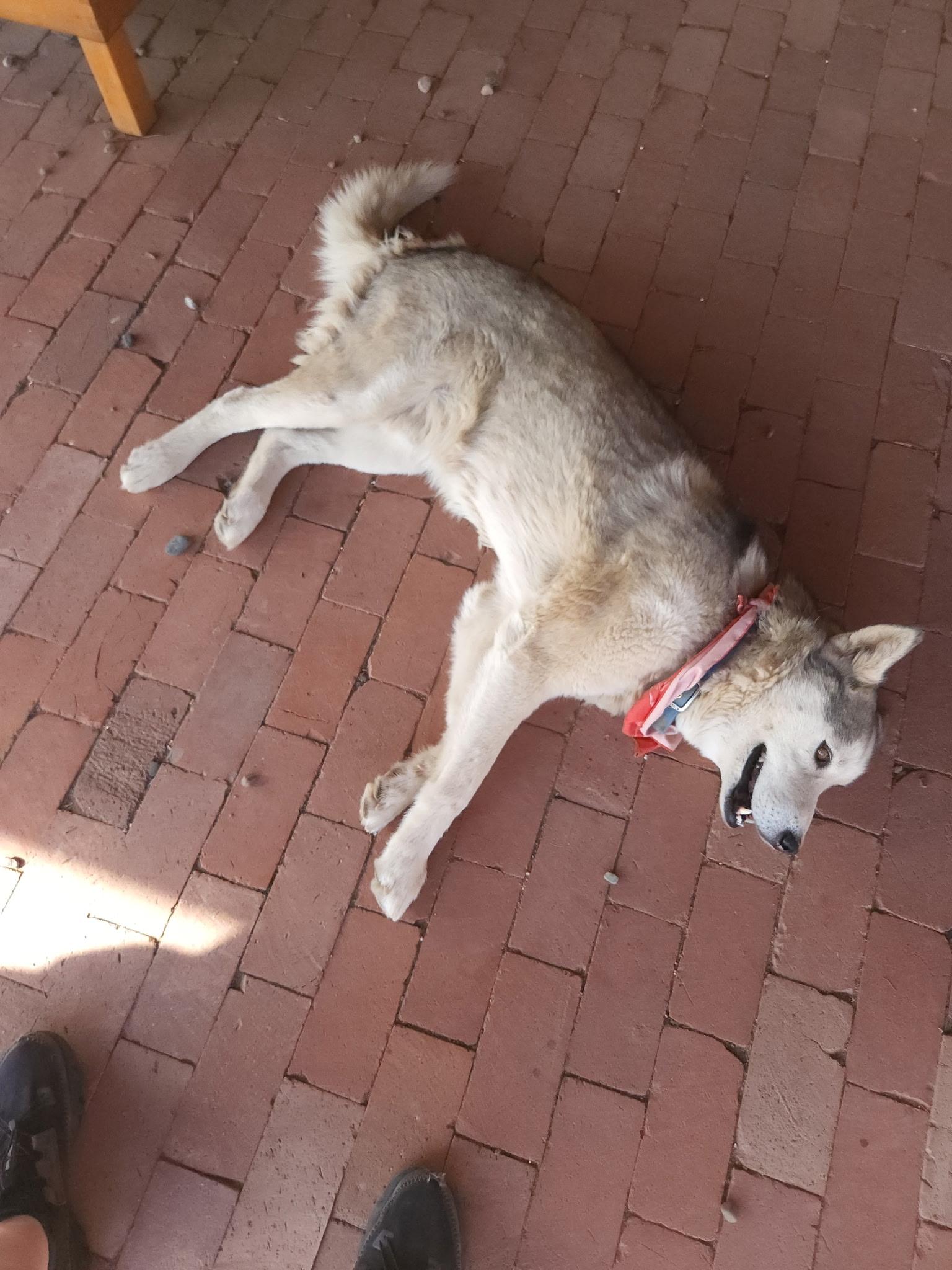 Enlarge Guero, a Adoptable Siberian Husky in Tucson, AZ image 4/6