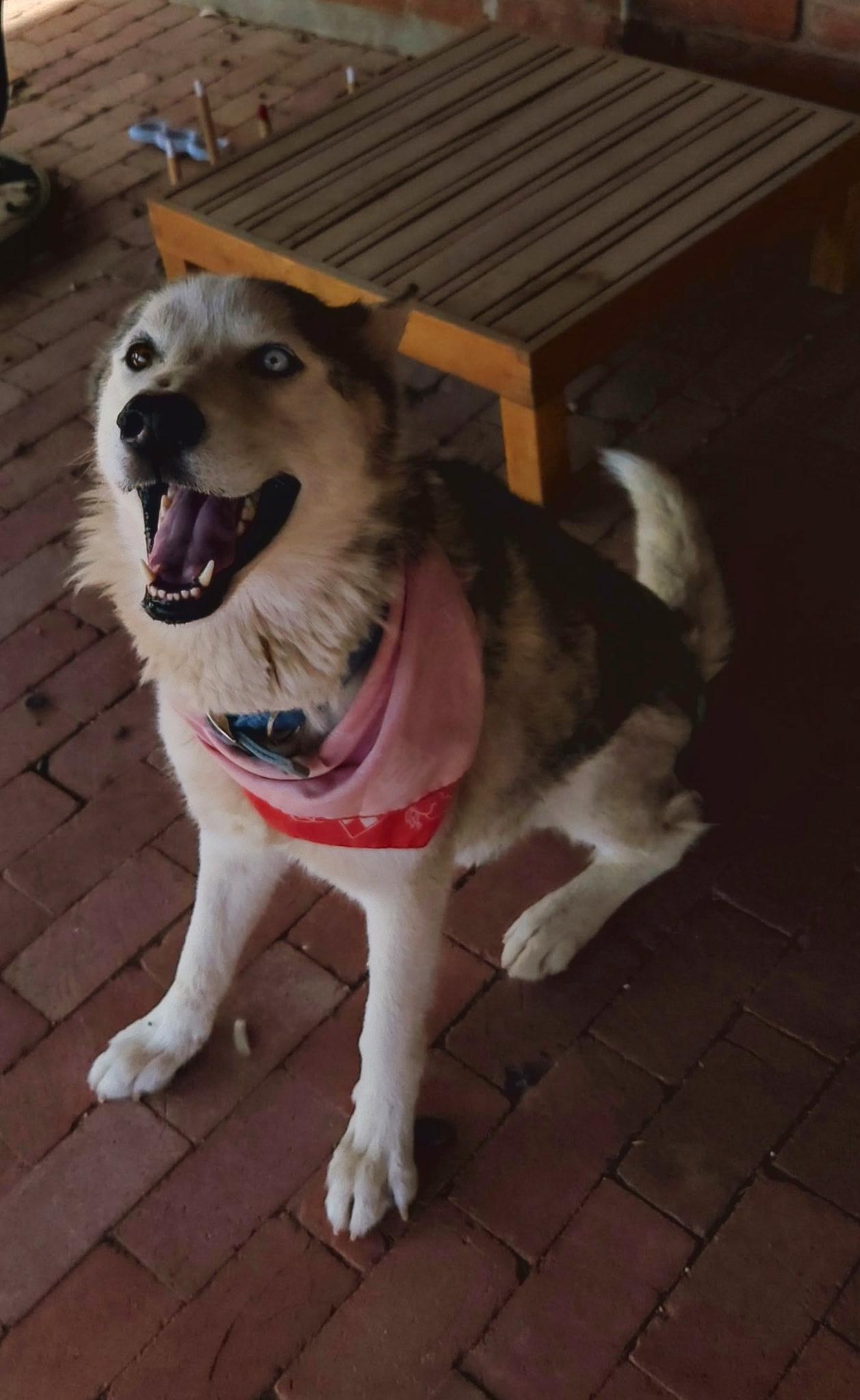 Enlarge Guero, a Adoptable Siberian Husky in Tucson, AZ image 5/6