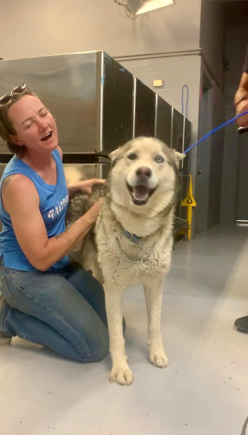 Enlarge Guero, a Adoptable Siberian Husky in Tucson, AZ image 6/6