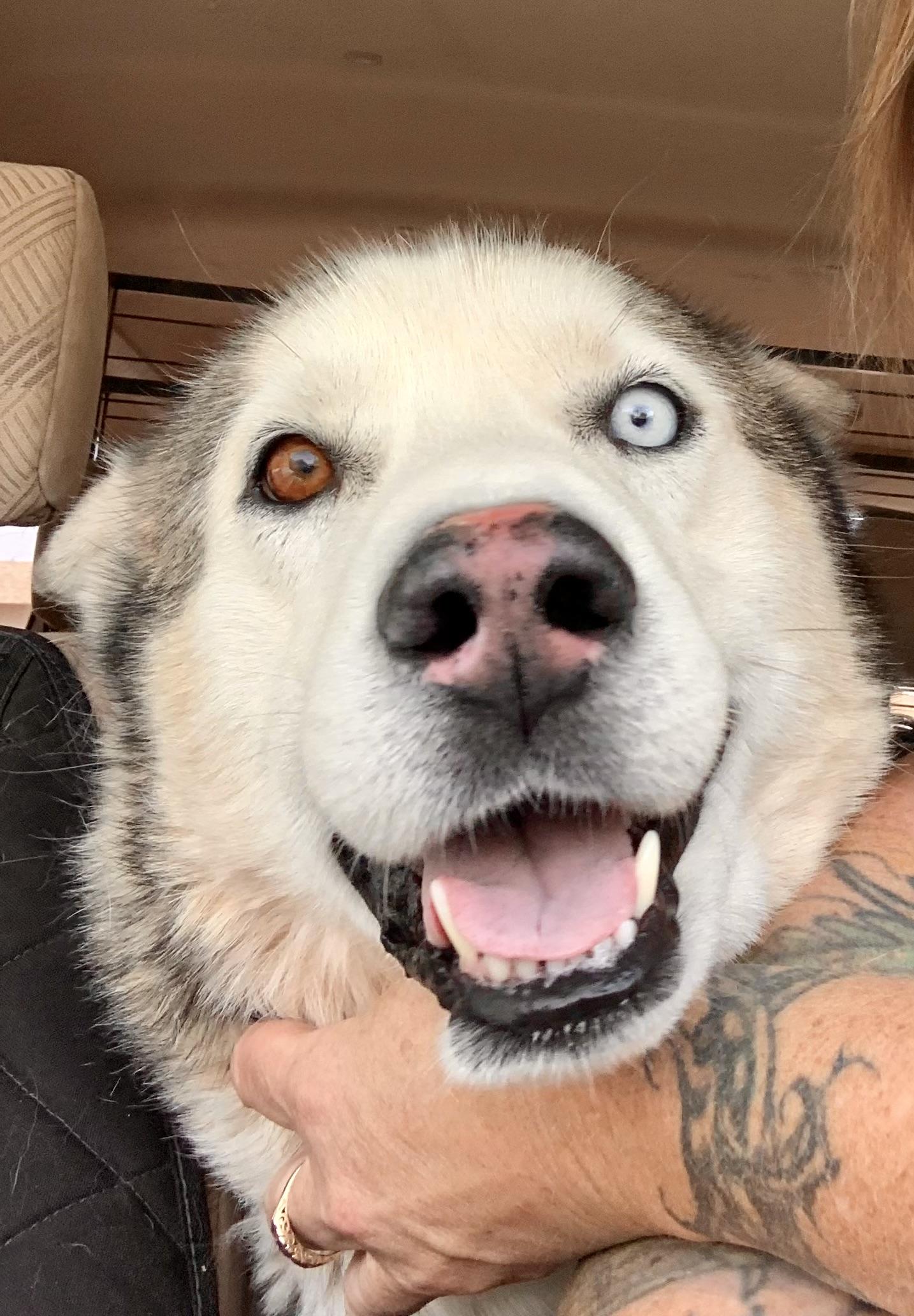 Enlarge Guero, a Adoptable Siberian Husky in Tucson, AZ image 3/6