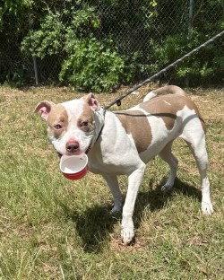 DA 11 Patty Cake, a Adoptable Pit Bull Terrier in Glen Allen, VA image 1/3