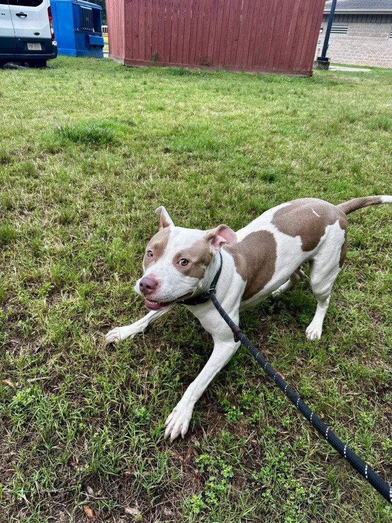 DA 11 Patty Cake, Adoptable, Adult Female Pit Bull Terrier.