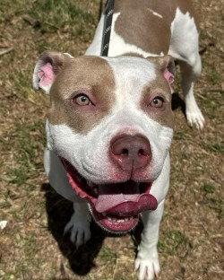 DA 11 Patty Cake, a Adoptable Pit Bull Terrier in Glen Allen, VA image 2/3