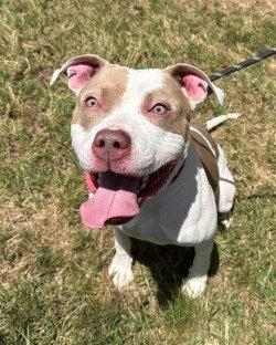 DA 11 Patty Cake, a Adoptable Pit Bull Terrier in Glen Allen, VA image 3/3