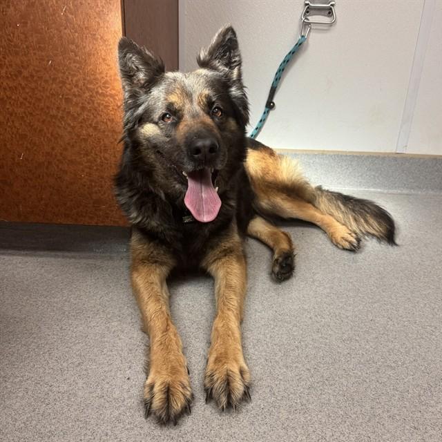 RUNES, Adoptable, Adult Female German Shepherd Dog.