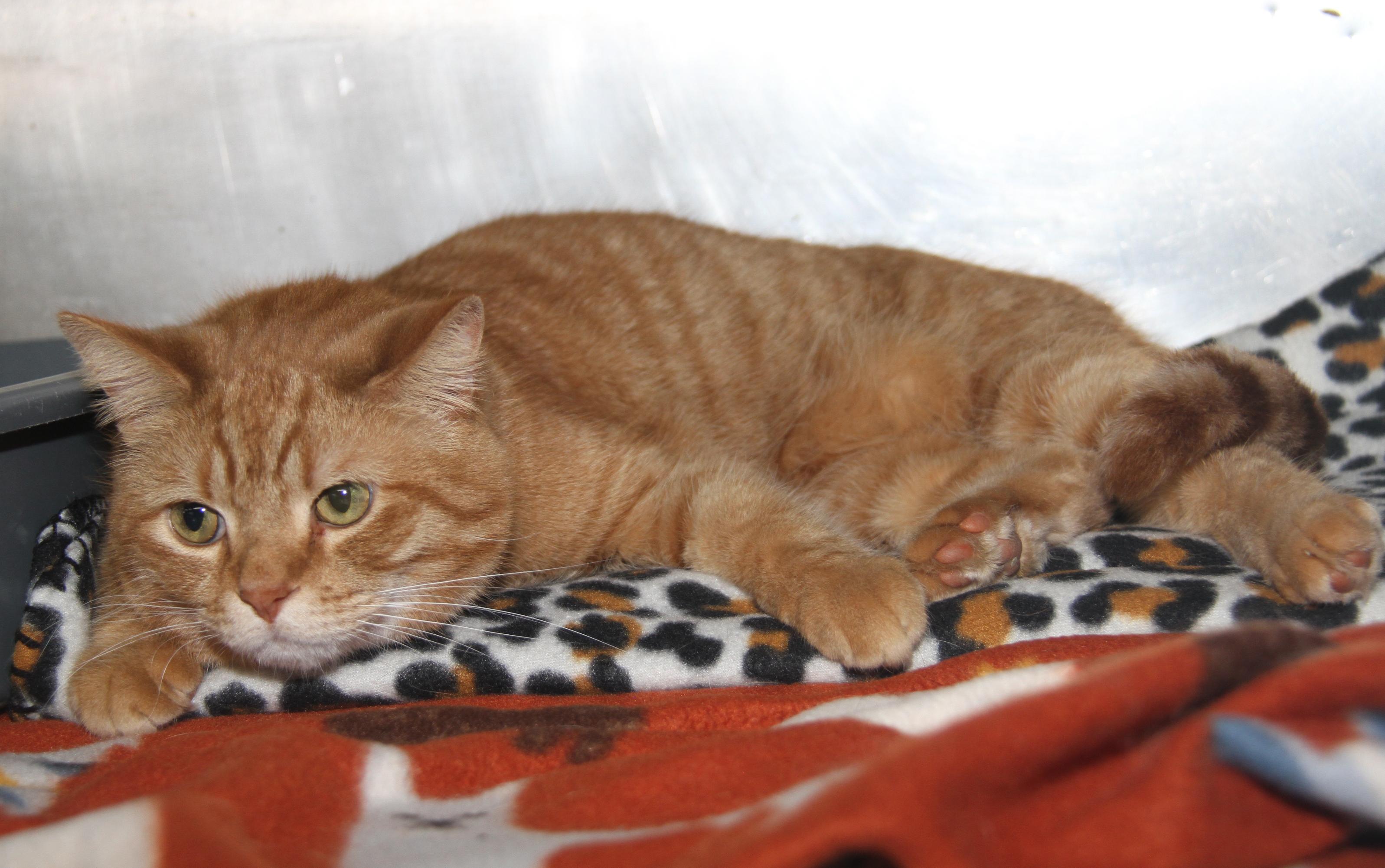 Frank (Neutered) (Bonded Pair w/Beans), an adopted mixed breed in Marietta, OH image 5/6