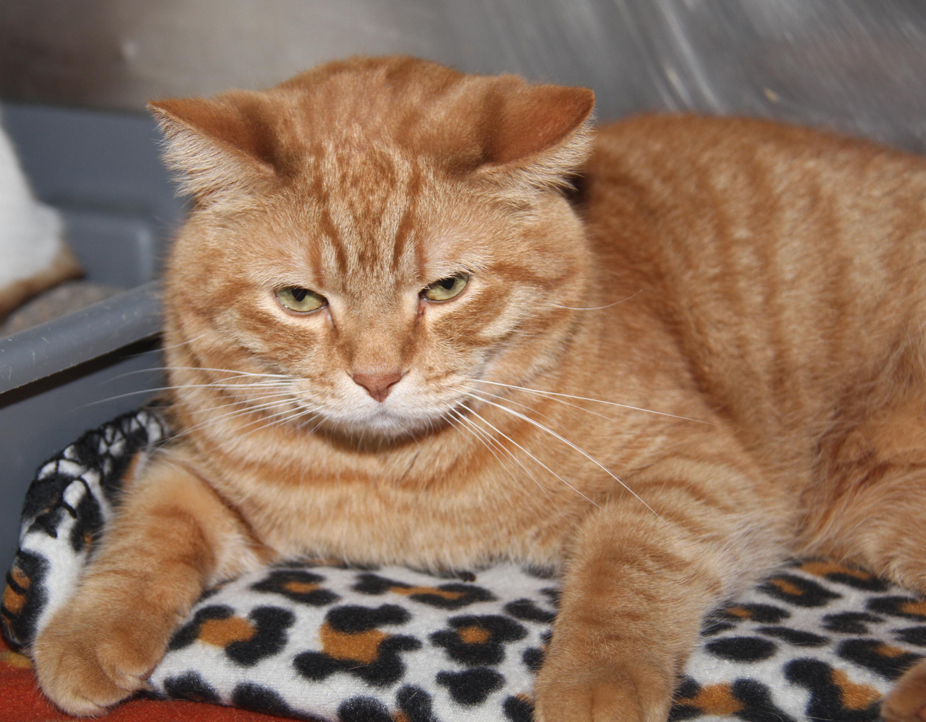 Frank (Neutered) (Bonded Pair w/Beans), an adopted mixed breed in Marietta, OH image 3/6