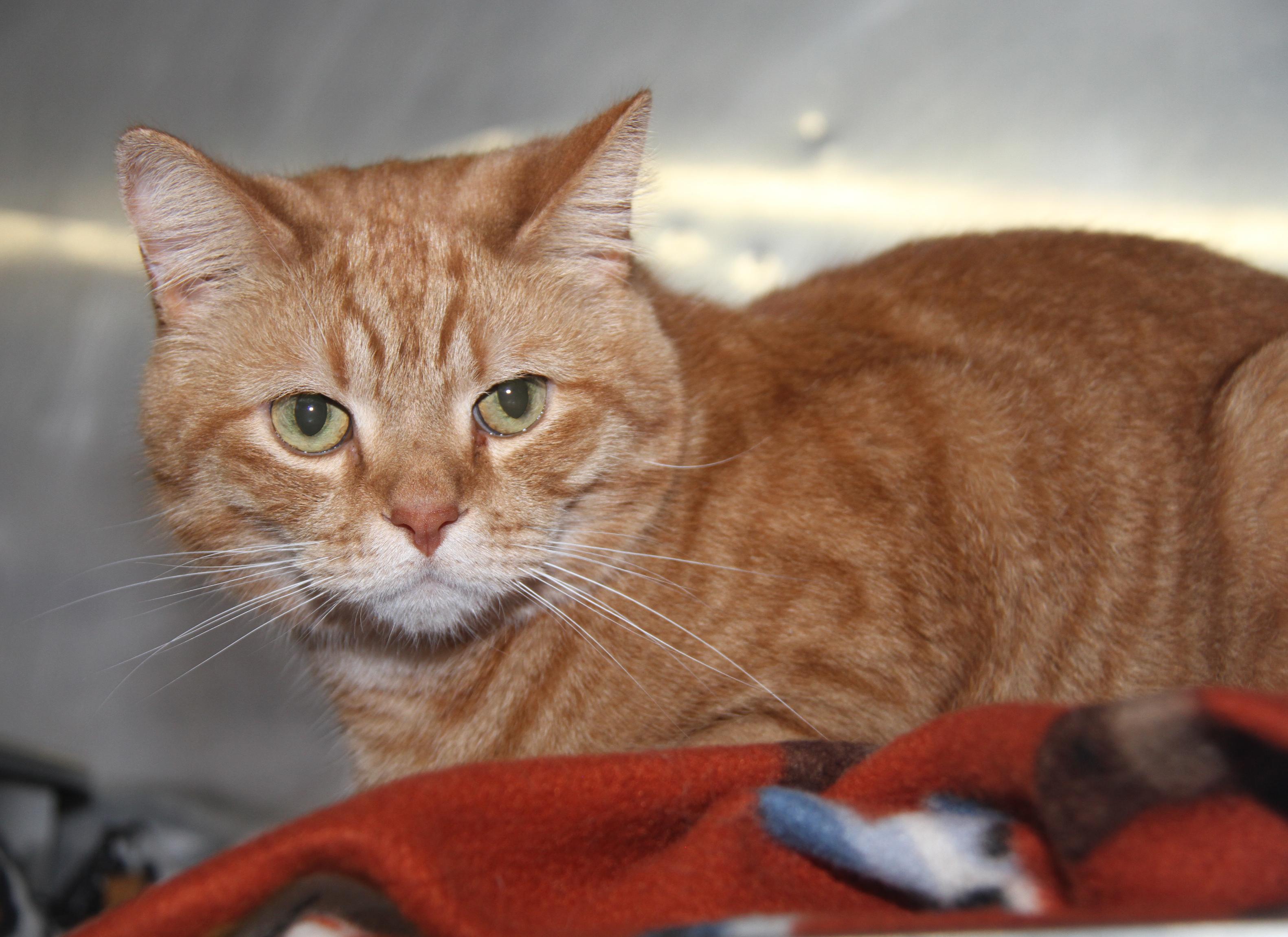 Frank (Neutered) (Bonded Pair w/Beans), an adopted mixed breed in Marietta, OH image 6/6