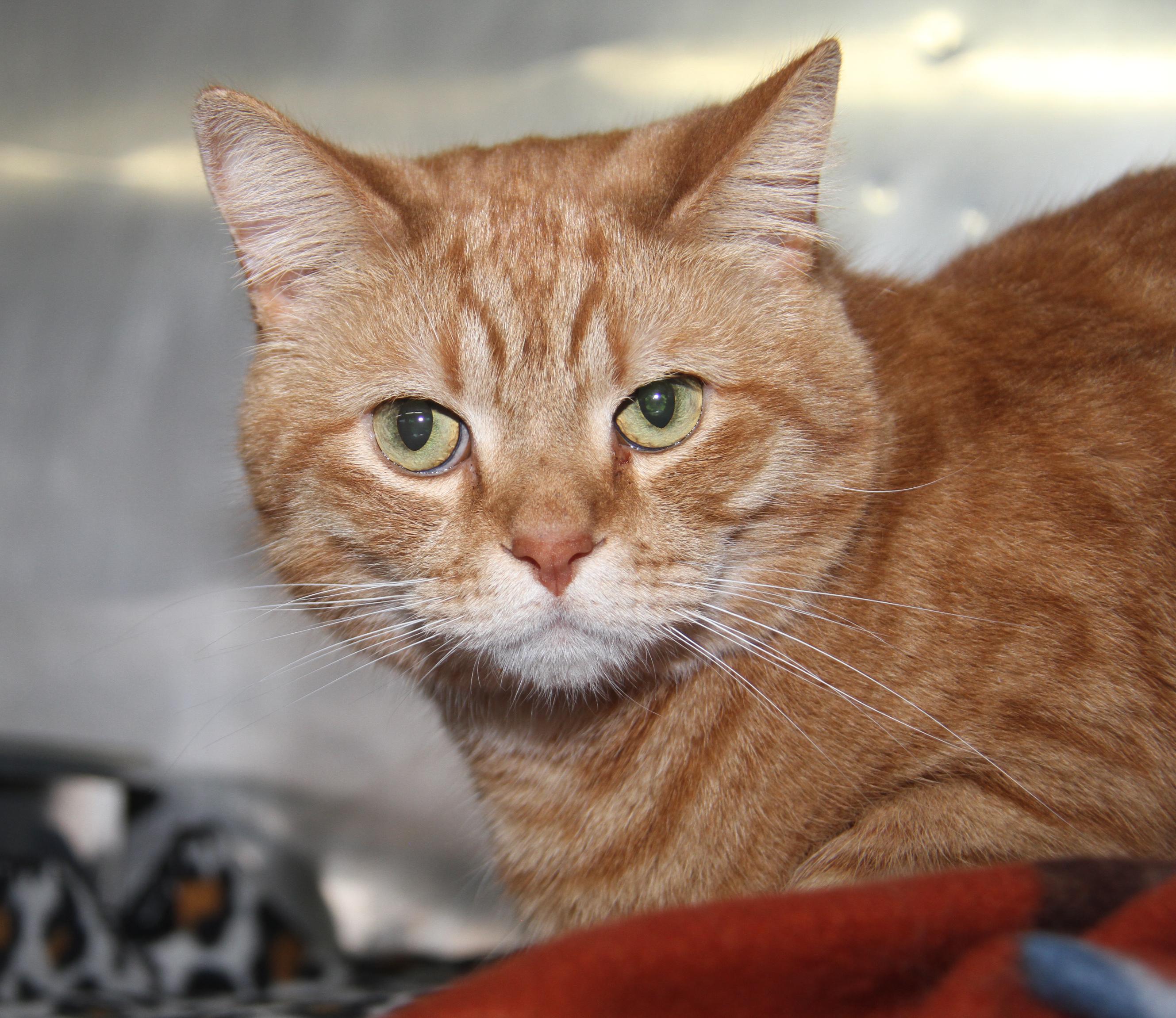Frank (Neutered) (Bonded Pair w/Beans), an adopted mixed breed in Marietta, OH image 4/6