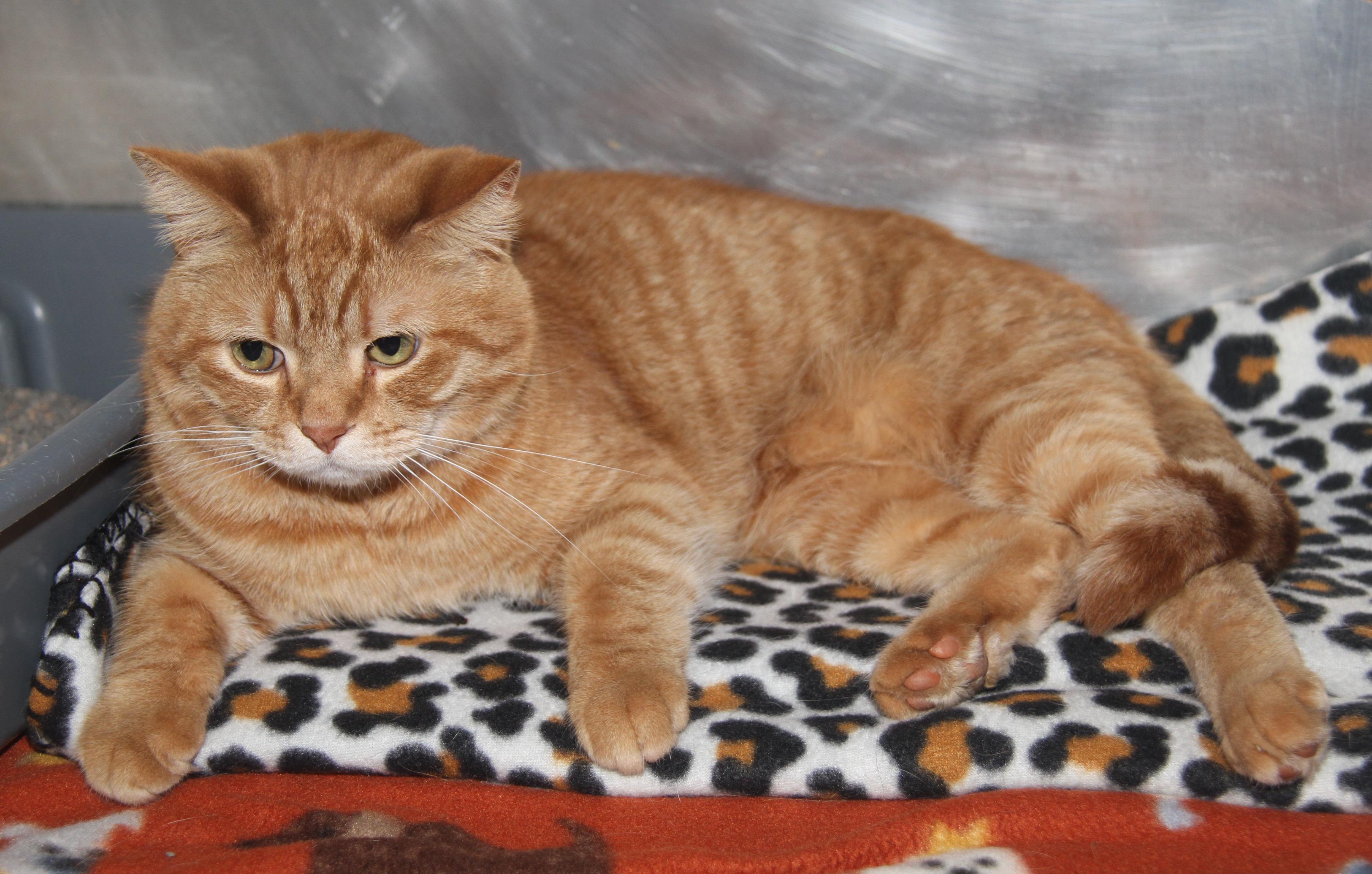 Frank (Neutered) (Bonded Pair w/Beans), adopted, Adult Male Tabby & Domestic Short Hair.