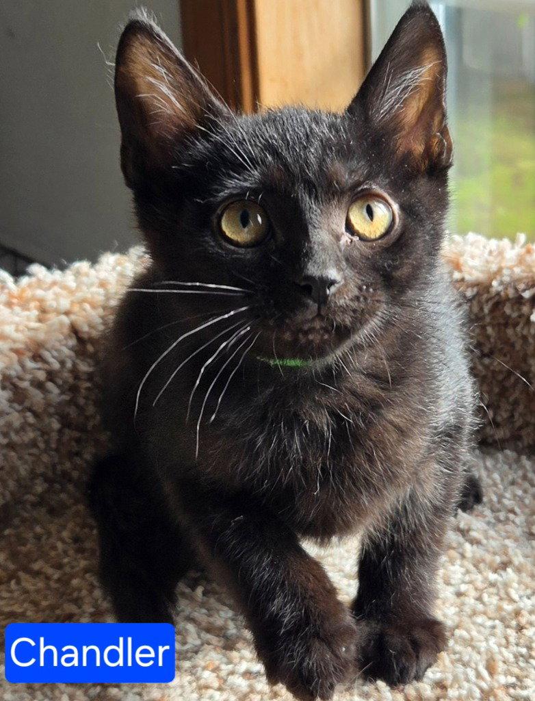Chandler, Adoptable, Kitten Male Domestic Short Hair.