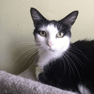 Calliope, a Adoptable Domestic Short Hair in Ottawa, ON image 5/6