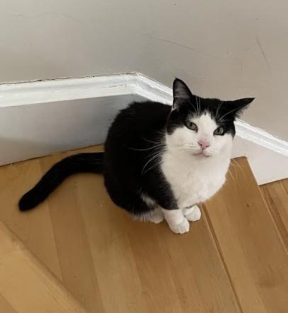 Calliope, a Adoptable Domestic Short Hair in Ottawa, ON image 4/6