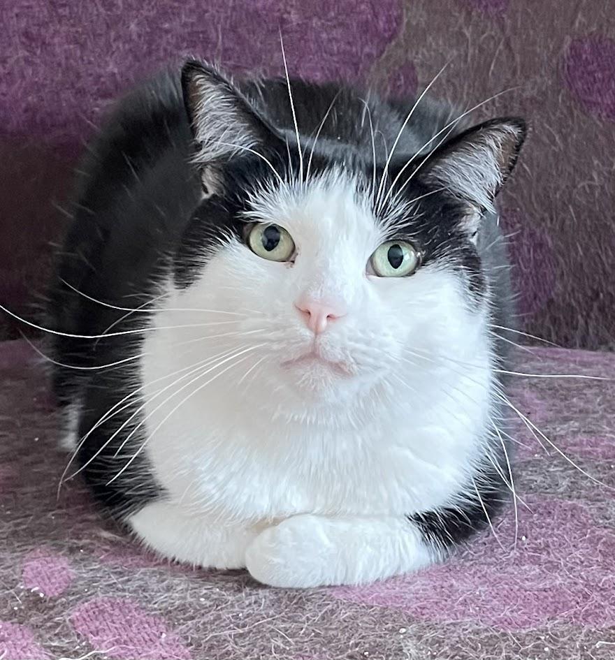 Calliope, Adoptable, Adult Female Domestic Short Hair.