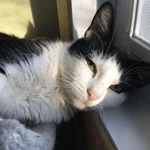 Calliope, a Adoptable Domestic Short Hair in Ottawa, ON image 6/6