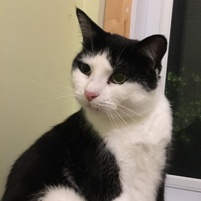 Calliope, a Adoptable Domestic Short Hair in Ottawa, ON image 3/6