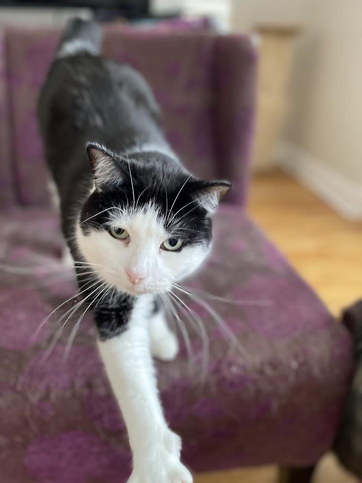 Calliope, a Adoptable Domestic Short Hair in Ottawa, ON image 2/6