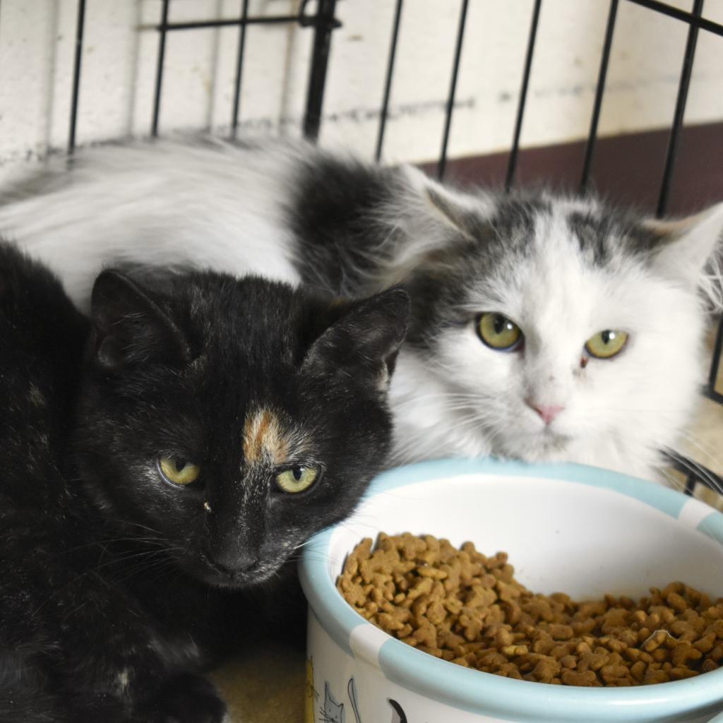 Enlarge Dos, a Adoptable Domestic Short Hair in Waynesboro, PA image 1/4