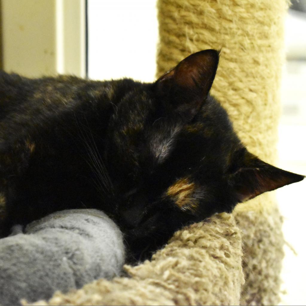 Dos, Adoptable, Adult Female Domestic Short Hair.