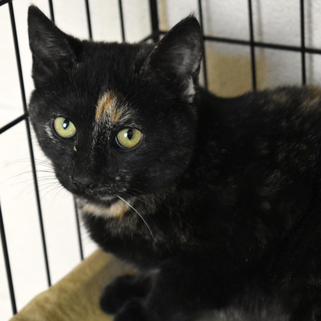 Enlarge Dos, a Adoptable Domestic Short Hair in Waynesboro, PA image 2/4