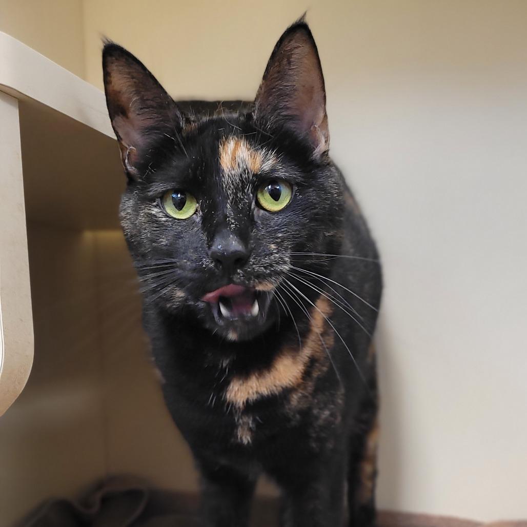 Enlarge Dos, a Adoptable Domestic Short Hair in Waynesboro, PA image 4/4