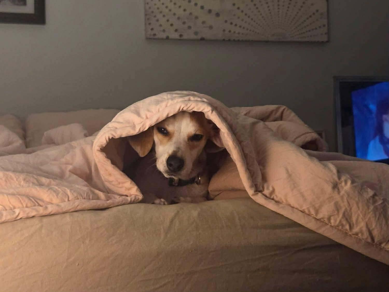 Max, Adoptable, Young Male Chihuahua & Beagle.