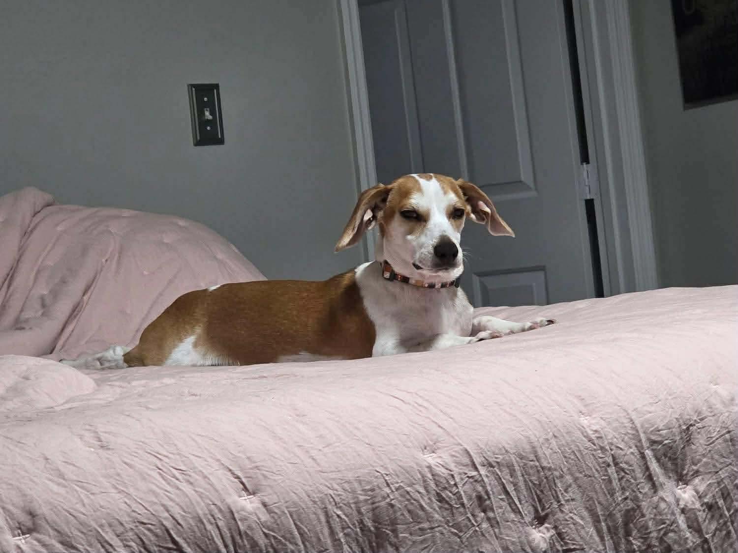 Enlarge Max, a Adoptable mixed breed in Richmond, KY image 2/4