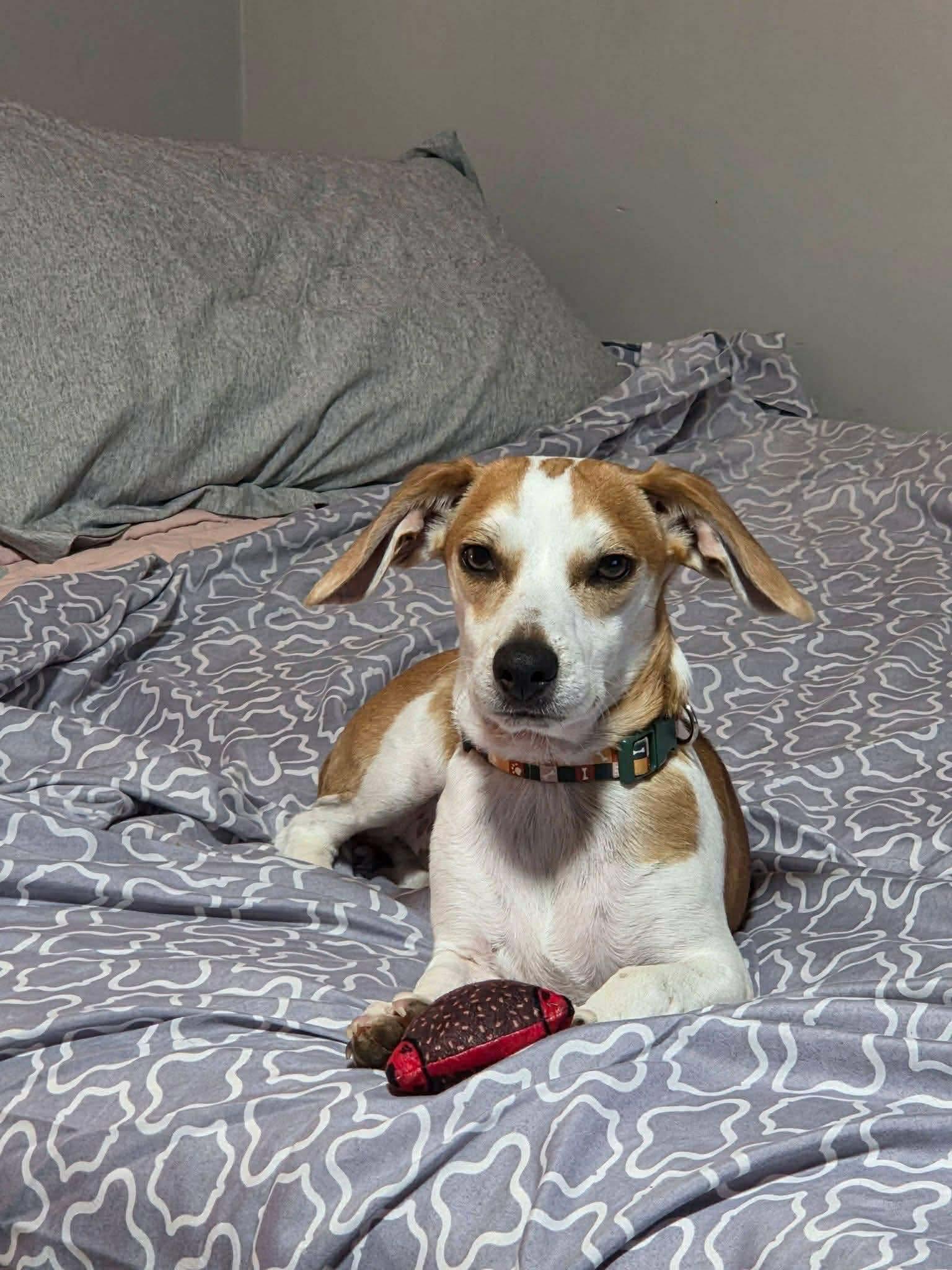 Enlarge Max, a Adoptable mixed breed in Richmond, KY image 3/4