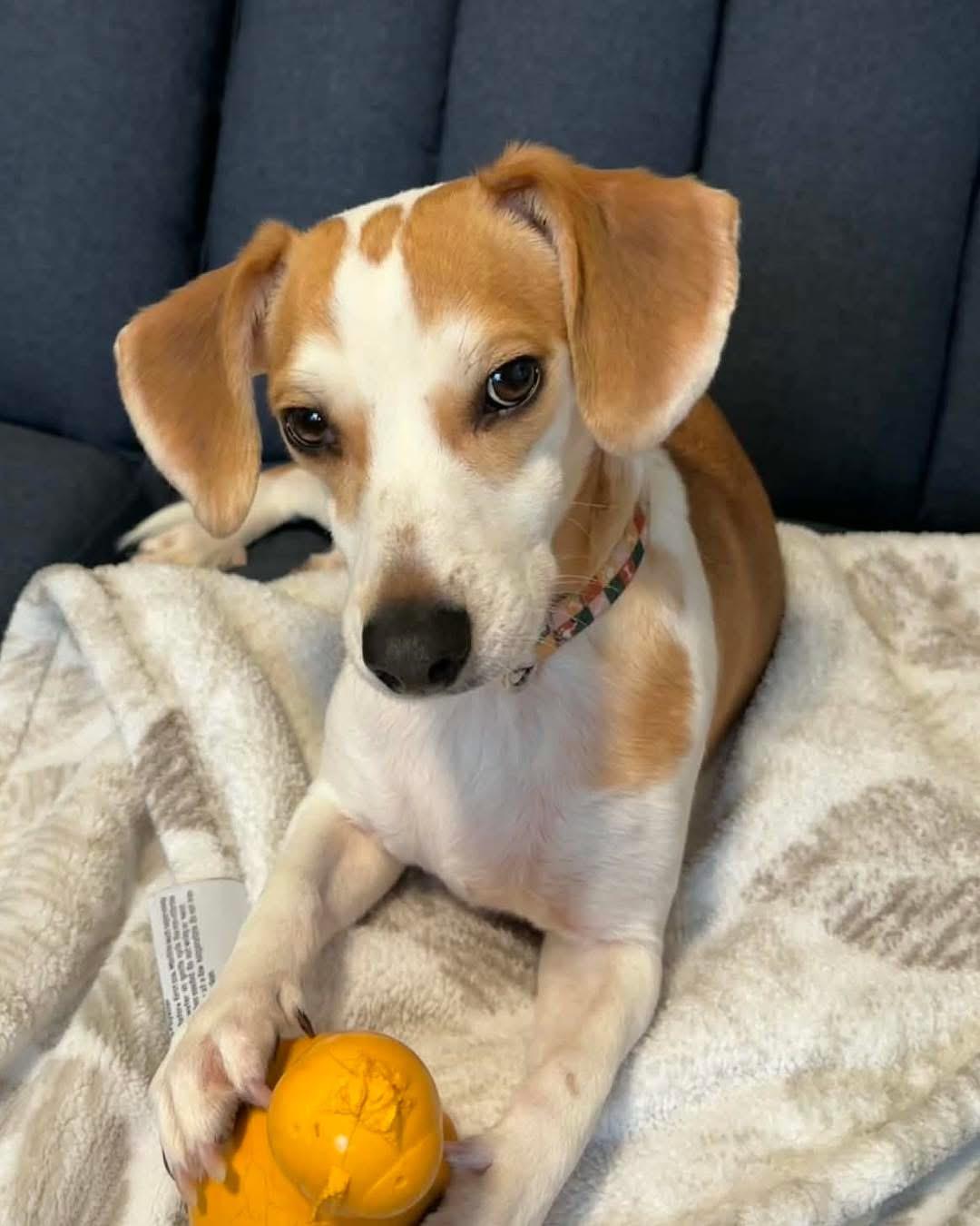 Enlarge Reggie, a Adoptable mixed breed in Richmond, KY image 4/6