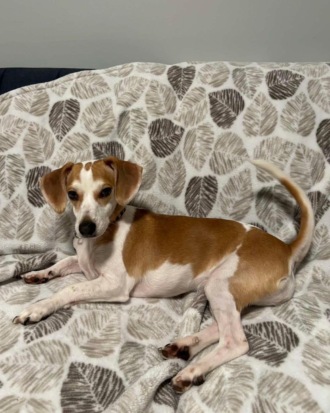 Enlarge Reggie, a Adoptable mixed breed in Richmond, KY image 5/6