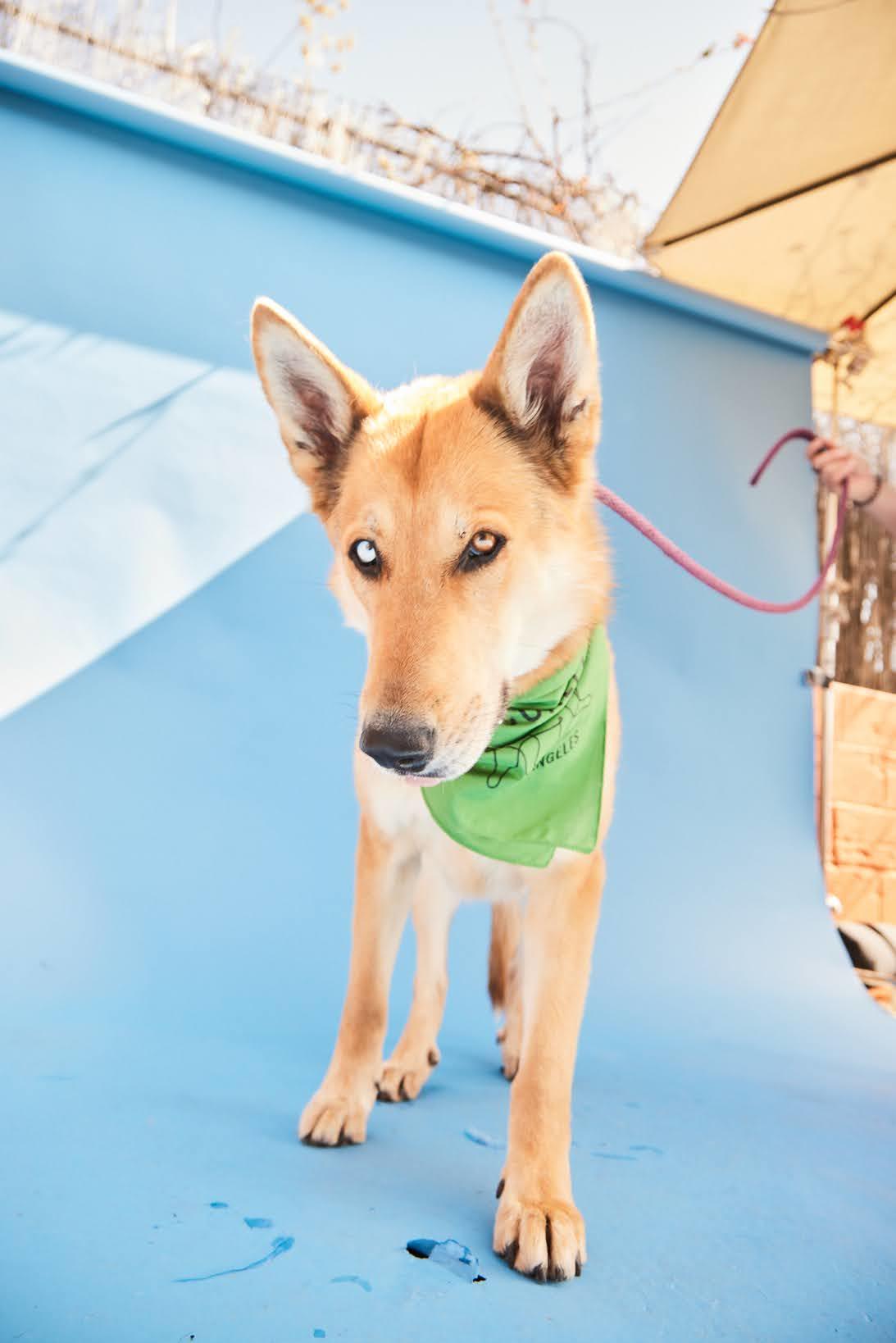 Enlarge Fiona, a Adopted mixed breed in Los Angeles, CA image 1/6