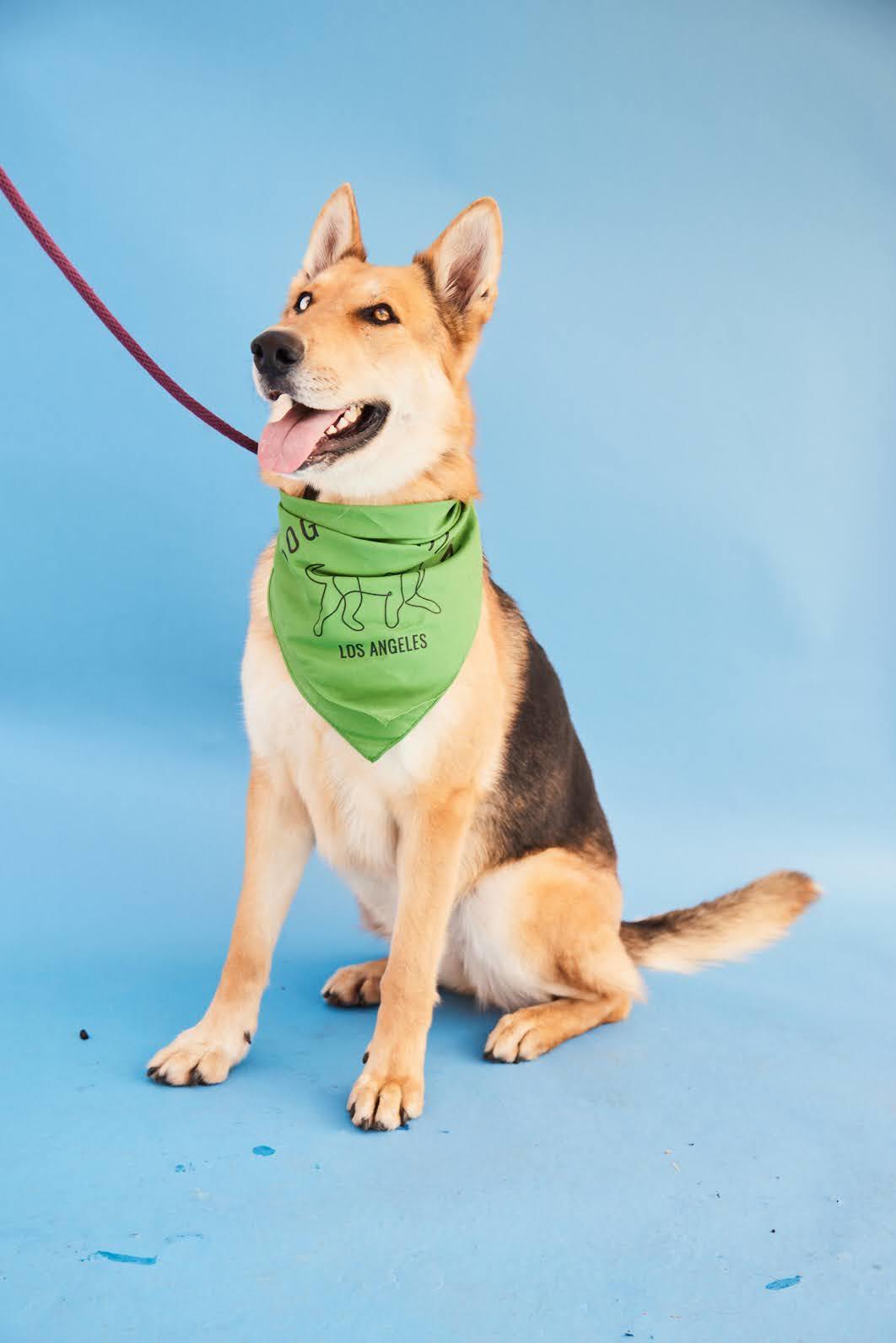 Enlarge Fiona, a Adopted mixed breed in Los Angeles, CA image 2/6