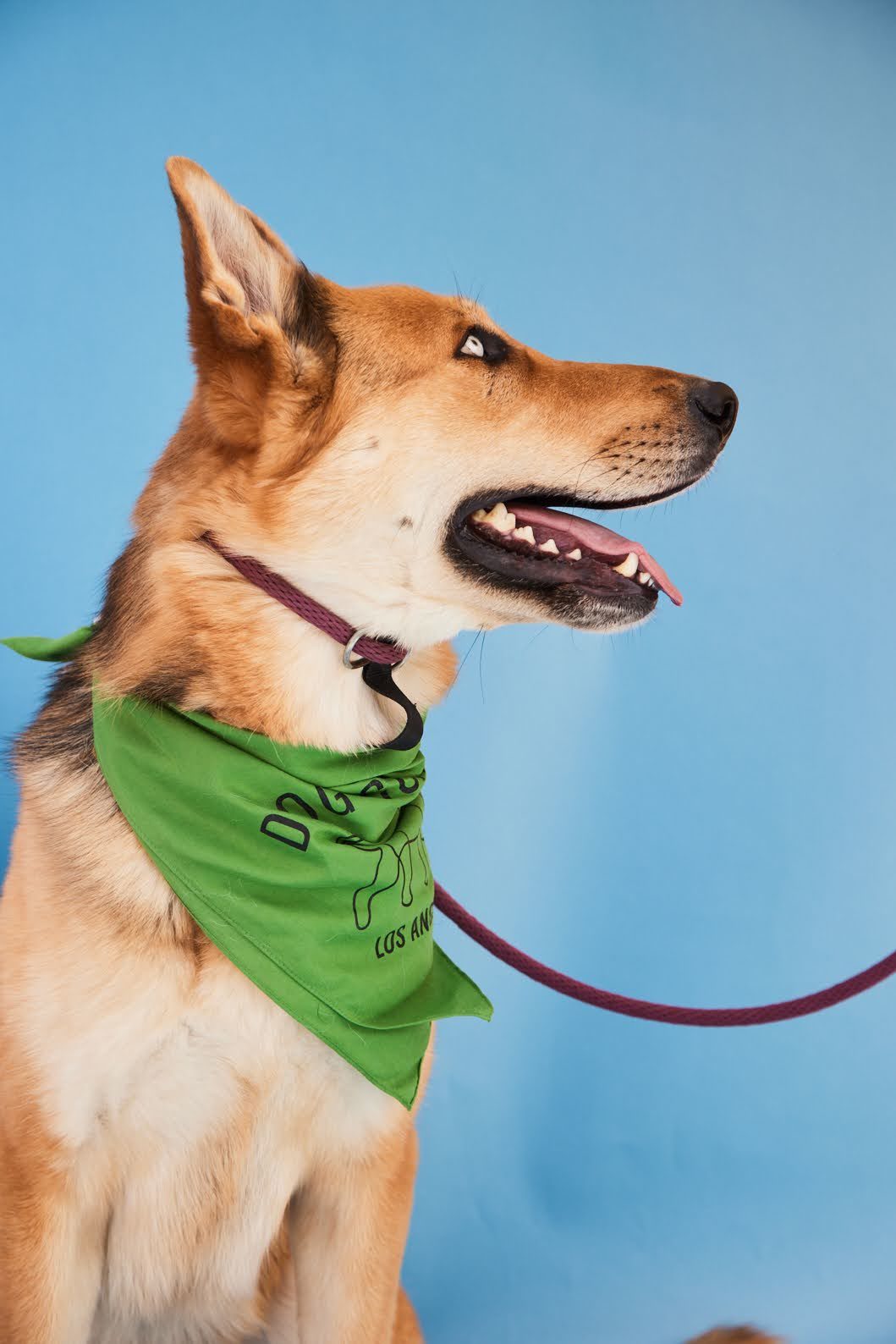 Enlarge Fiona, a Adopted mixed breed in Los Angeles, CA image 3/6