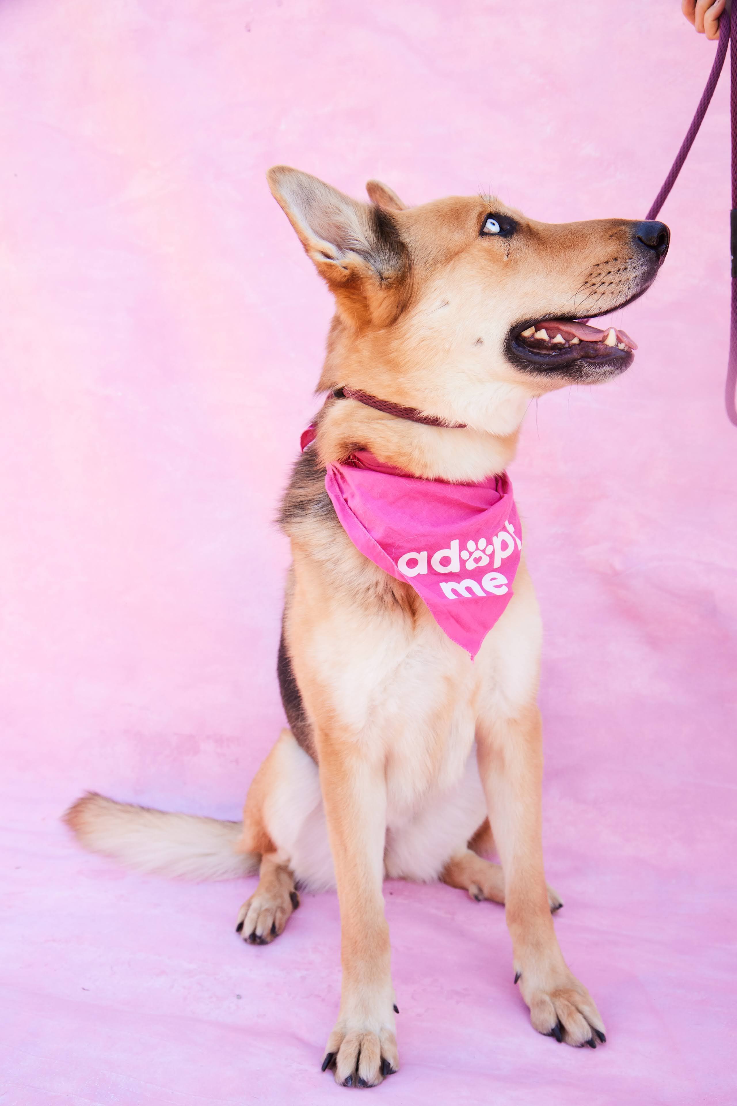 Enlarge Fiona, a Adopted mixed breed in Los Angeles, CA image 4/6