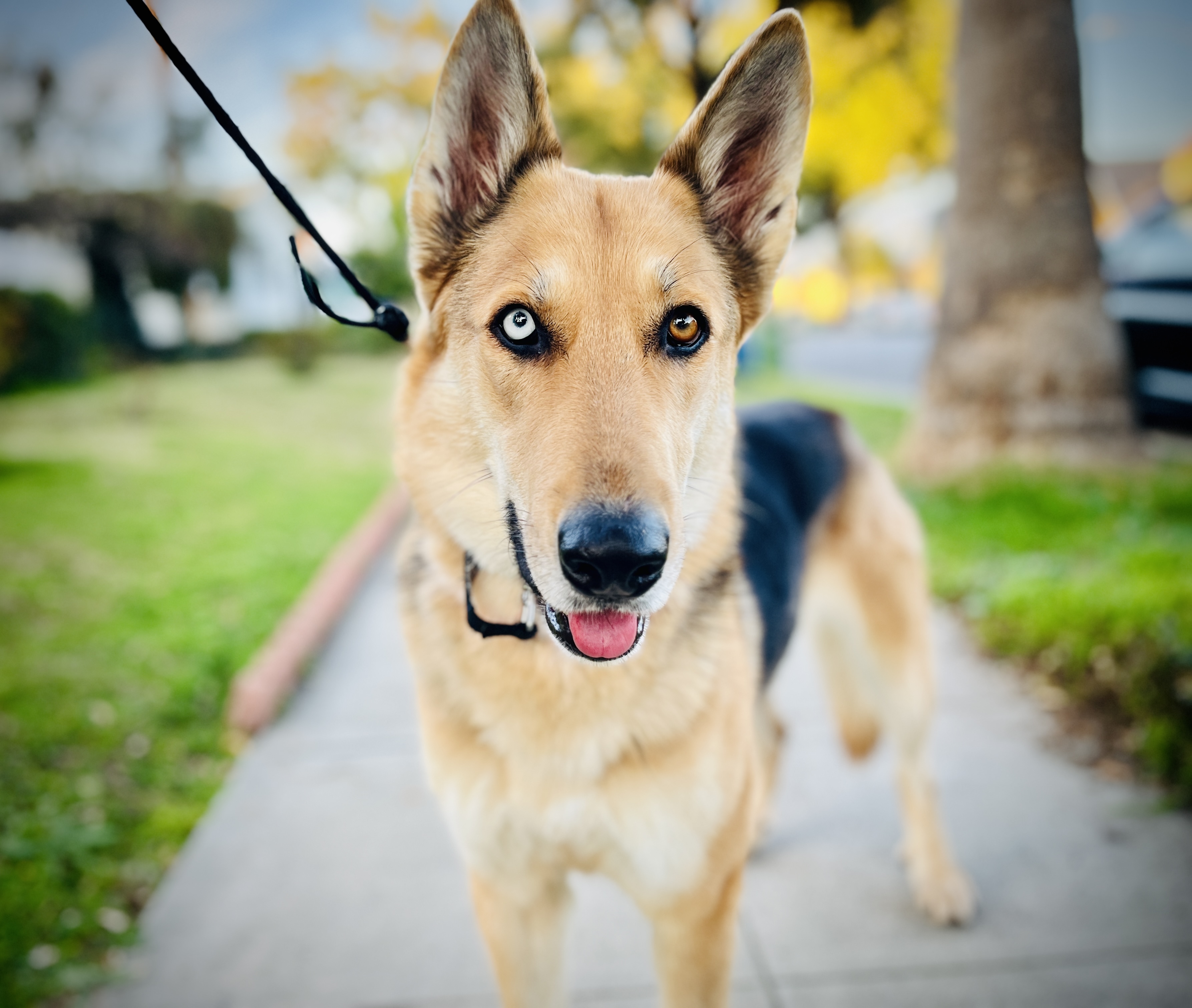 Enlarge Fiona, a Adopted mixed breed in Los Angeles, CA image 5/6