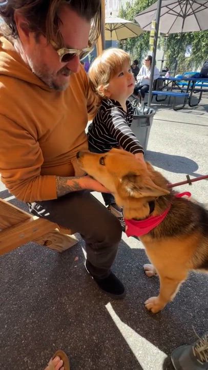 Enlarge Fiona, a Adopted mixed breed in Los Angeles, CA video 6/6