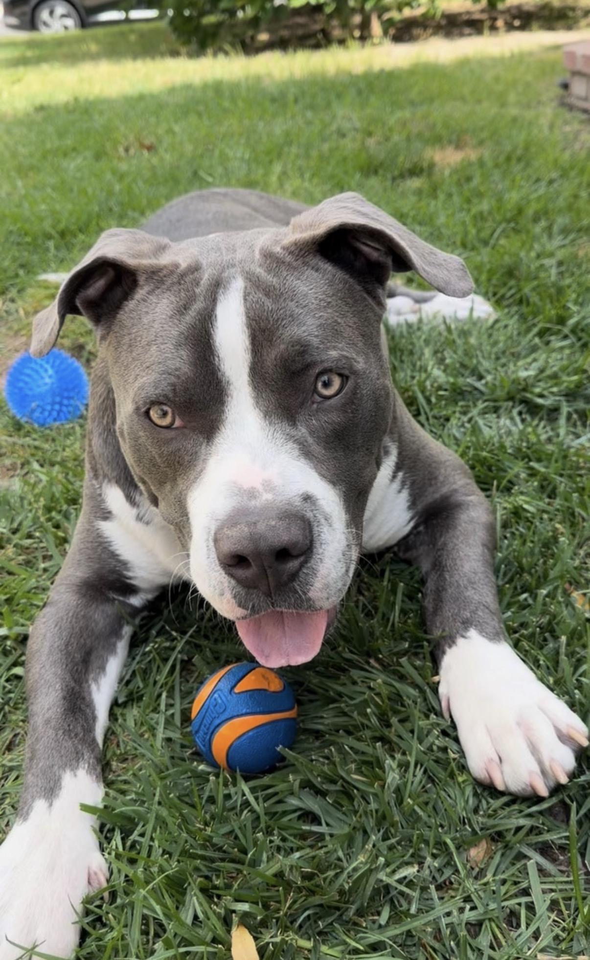 Kona , a ADOPTABLE Pit Bull Terrier in Tarzana, CA image 1/3