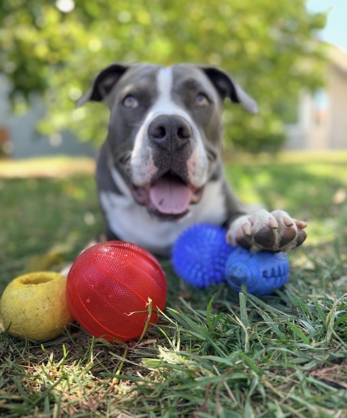 Kona , a ADOPTABLE Pit Bull Terrier in Tarzana, CA image 2/3