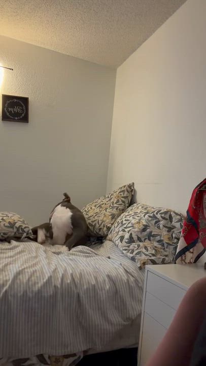 Enlarge Kona , a ADOPTABLE Pit Bull Terrier in Tarzana, CA video 3/3