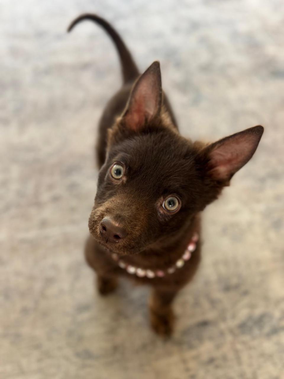 Enlarge Athena, a ADOPTABLE Australian Kelpie in Los Angeles, CA image 1/6