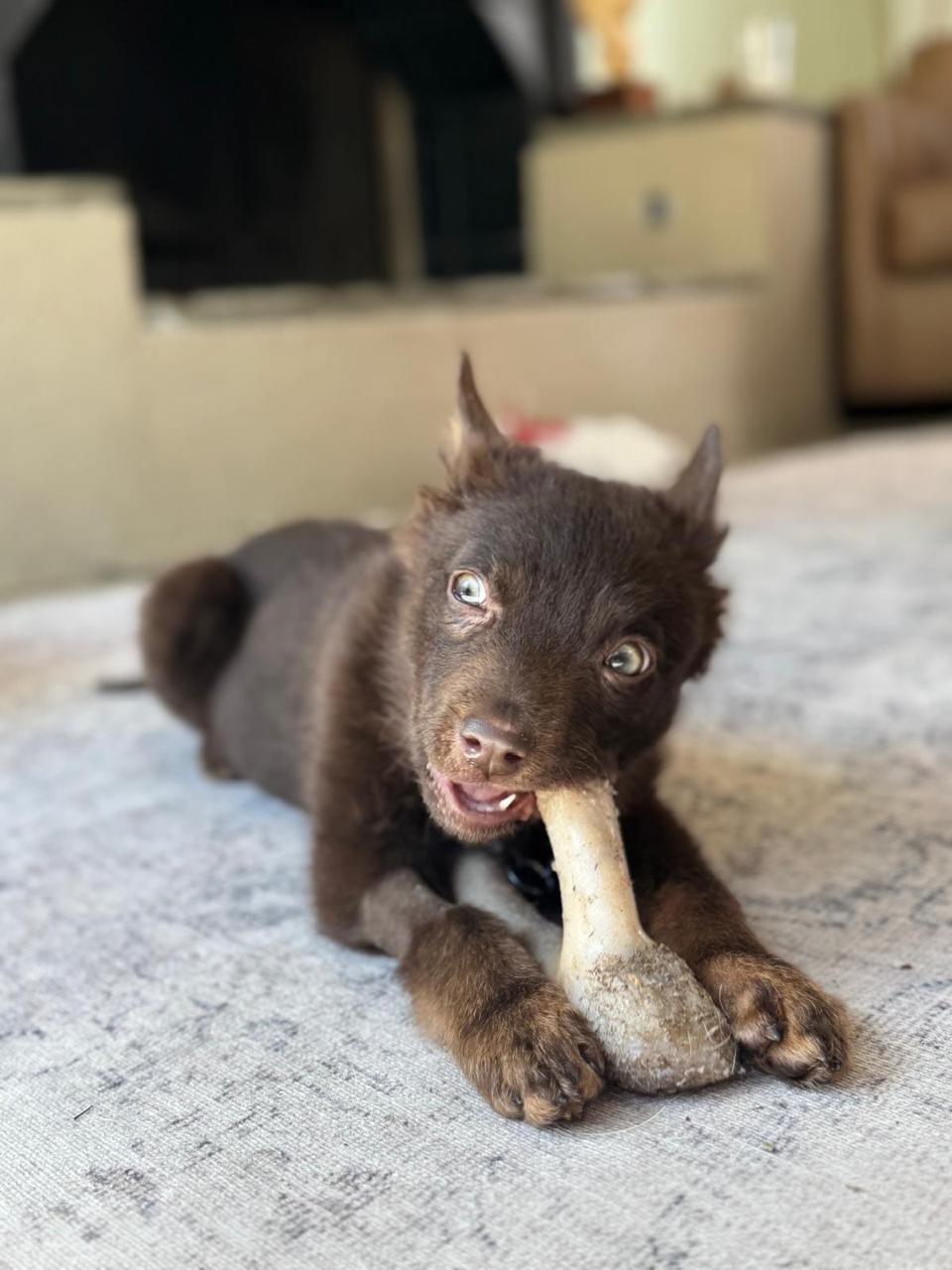 Enlarge Athena, a ADOPTABLE Australian Kelpie in Los Angeles, CA image 5/6