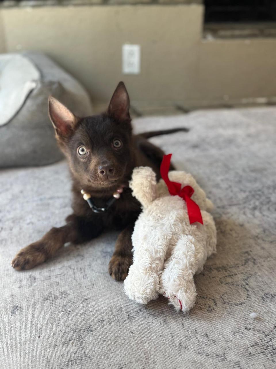 Enlarge Athena, a ADOPTABLE Australian Kelpie in Los Angeles, CA image 3/6